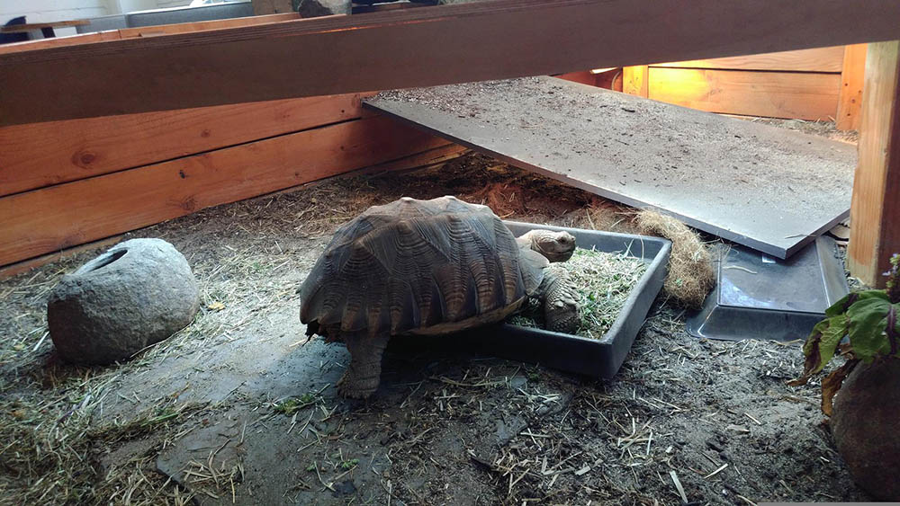 Creating A Comfortable And Safe Basking Area For Baby Turtles