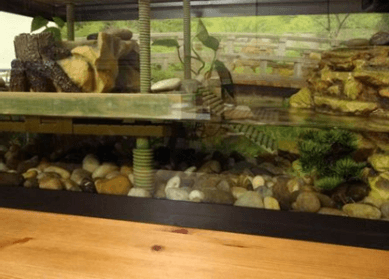 Creating A Comfortable And Safe Basking Area For Baby Turtles