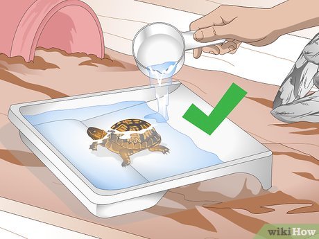 Creating A Safe And Secure Habitat To Prevent Escapes In Baby Turtles