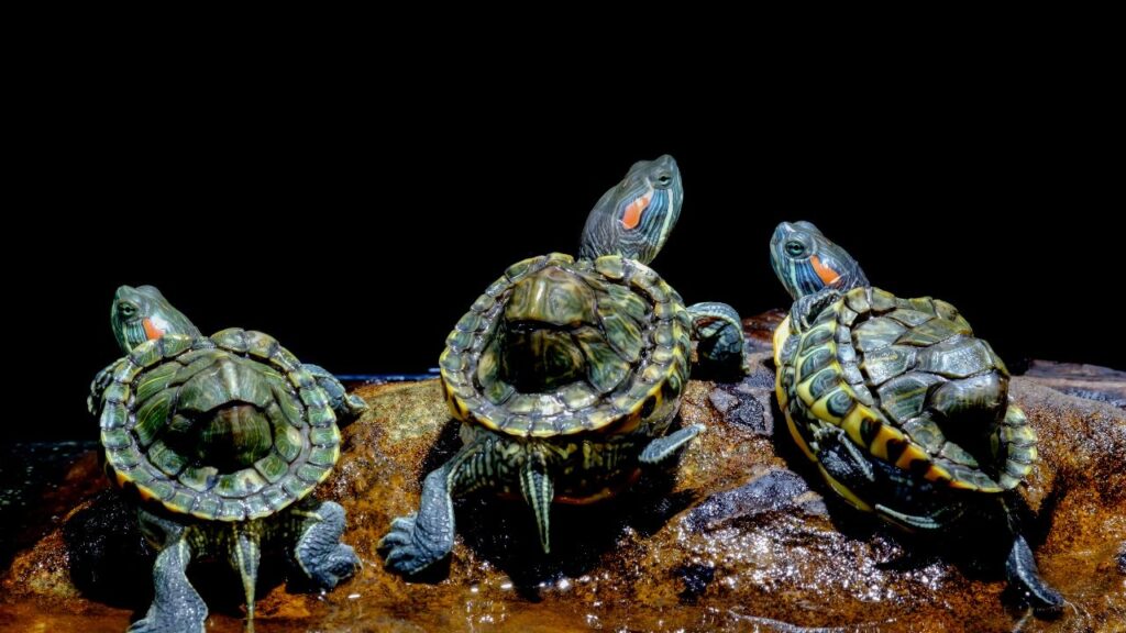 Creating A Stress-Free Environment For Baby Turtles: Minimizing Noise And Disturbances