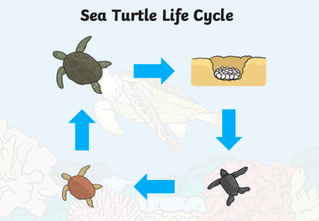 Educating Children About Responsible Turtle Rearing At Home