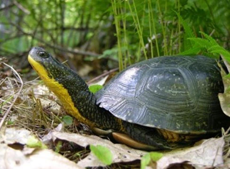Encouraging Natural Feeding Behaviors In Baby Turtles: Stimulating Hunting Instincts