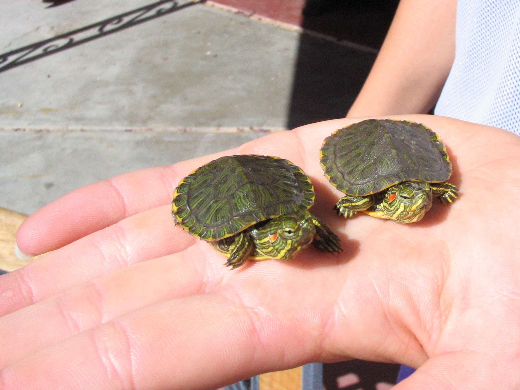Ensuring Proper Water Depth And Accessibility For Baby Turtles
