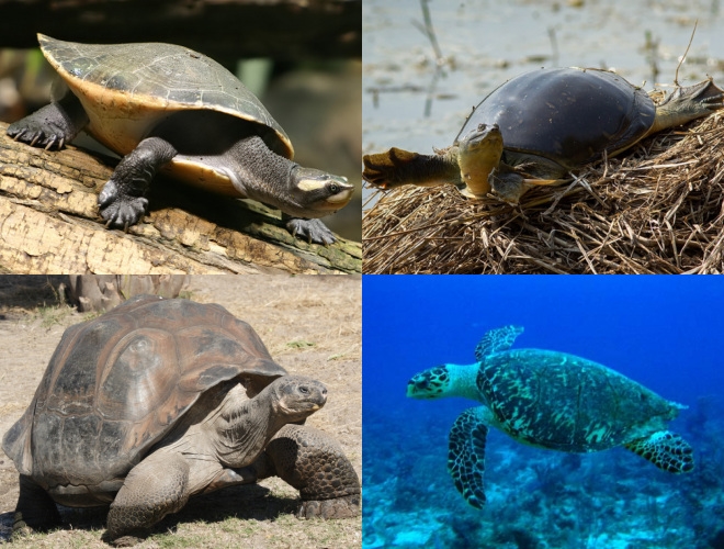 Introducing Baby Turtles To Live Prey: The Transition To Hunting