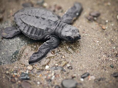 Introducing Baby Turtles To Live Prey: The Transition To Hunting