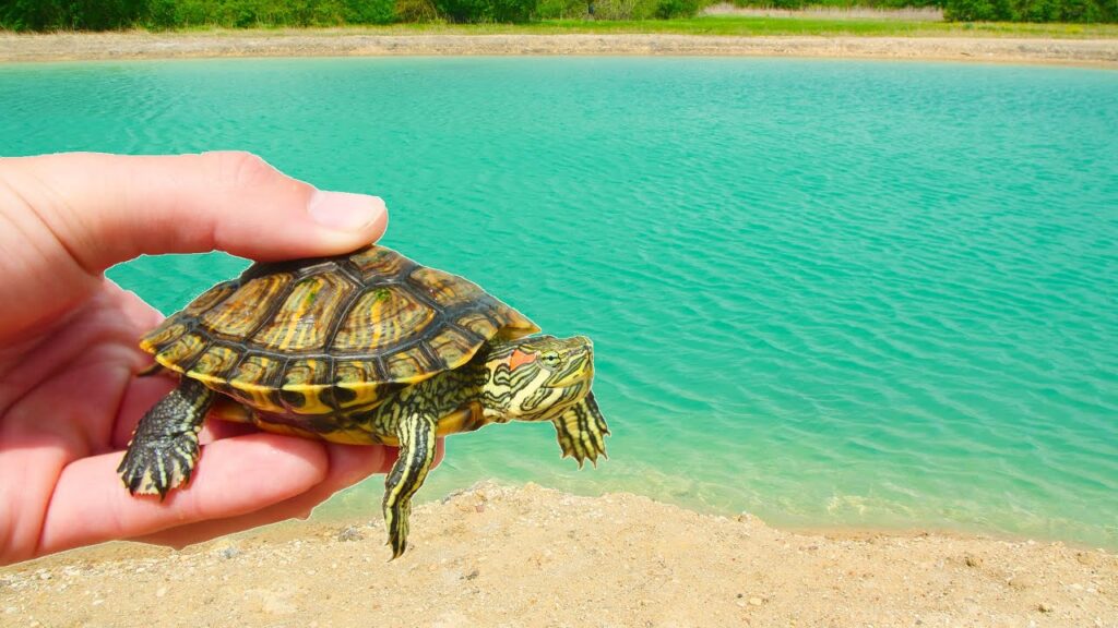 Introducing Baby Turtles To Outdoor Environments: Supervised Exploration