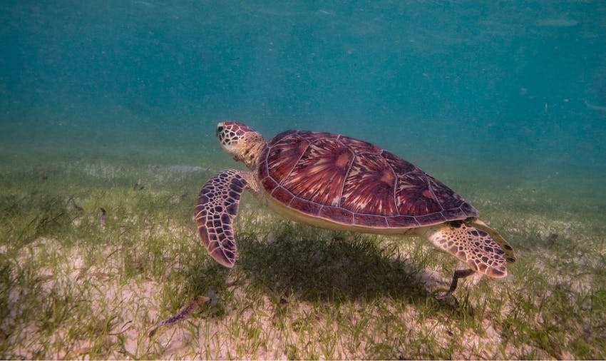 Introducing Baby Turtles To Outdoor Environments: Supervised Exploration