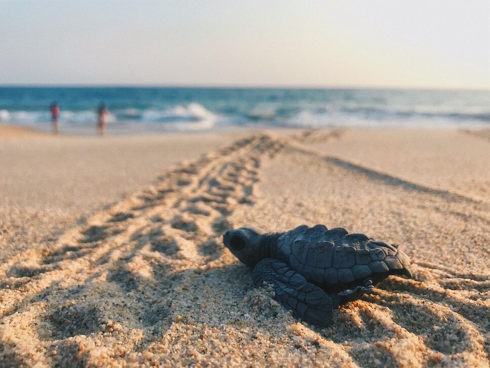 Introducing Baby Turtles To Outdoor Environments: Supervised Exploration