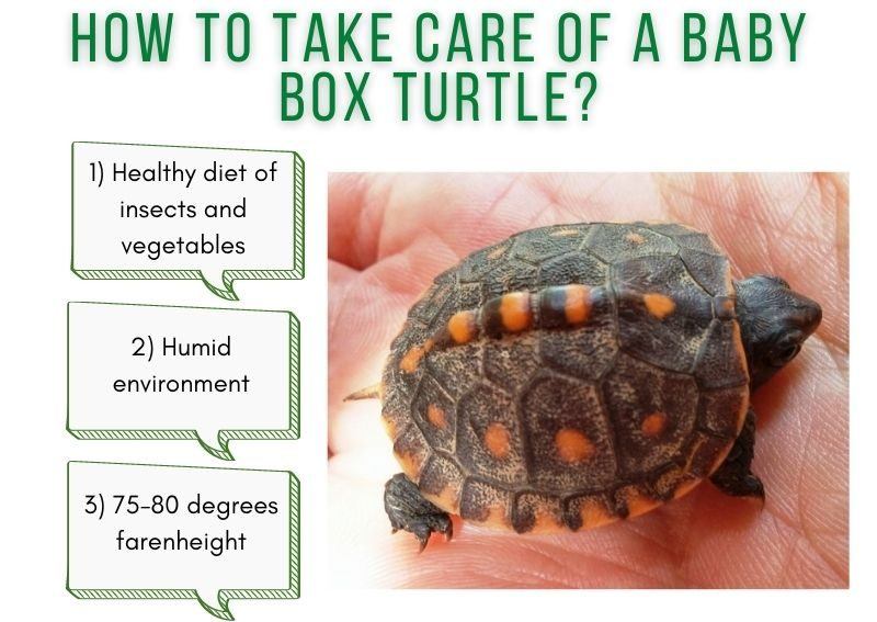 Monitoring And Adjusting Feeding Frequency For Growing Baby Turtles