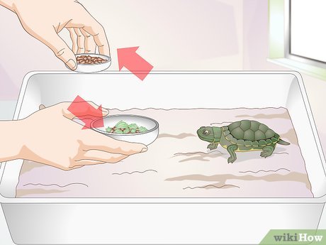 Monitoring And Adjusting Feeding Frequency For Growing Baby Turtles