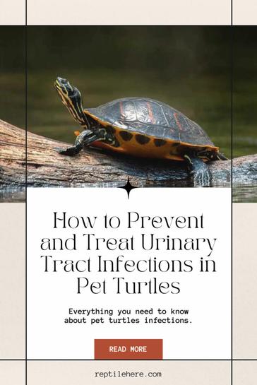Preventing And Treating Parasitic Infections In Baby Turtles