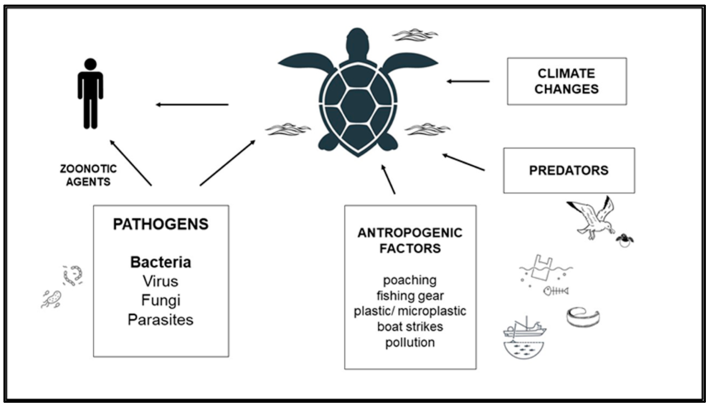 Preventing And Treating Parasitic Infections In Baby Turtles