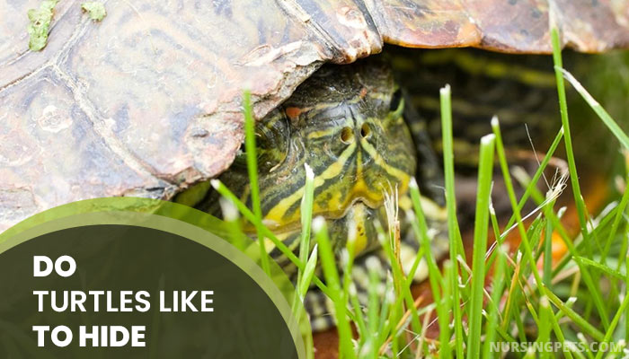 Providing Safe Hiding Spots And Retreat Areas For Baby Turtles