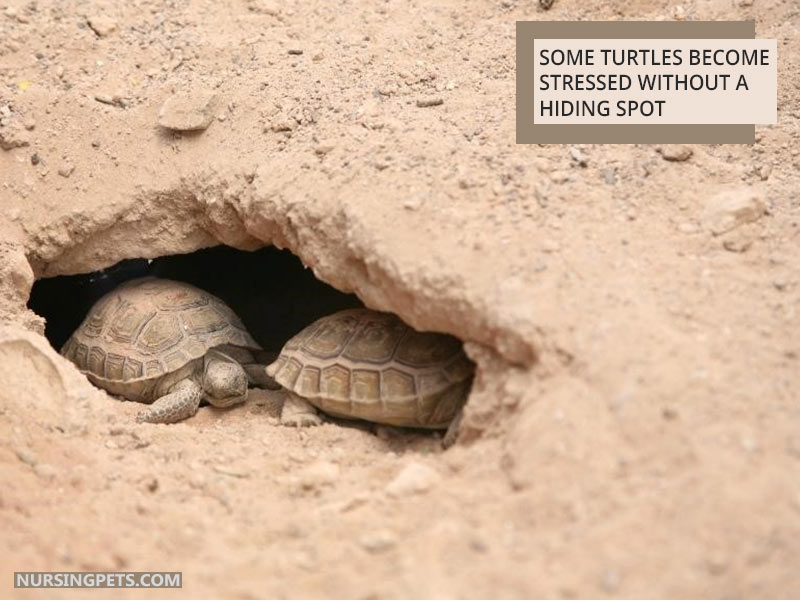 Providing Safe Hiding Spots And Retreat Areas For Baby Turtles