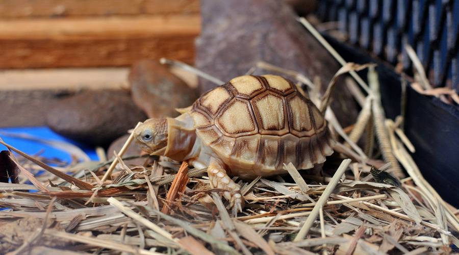 Providing Safe Hiding Spots And Retreat Areas For Baby Turtles