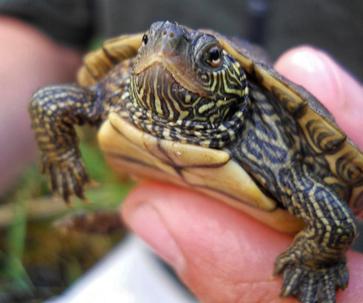 Recognizing And Addressing Calcium Deficiency In Baby Turtles