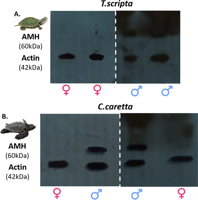 Recognizing And Addressing Egg-Binding In Female Turtles