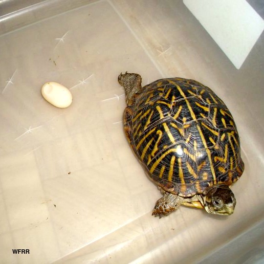 Recognizing And Addressing Egg-Binding In Female Turtles