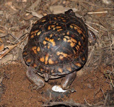 Recognizing And Addressing Egg-Binding In Female Turtles