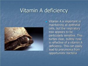 Recognizing And Addressing Nutritional Deficiencies In Baby Turtles