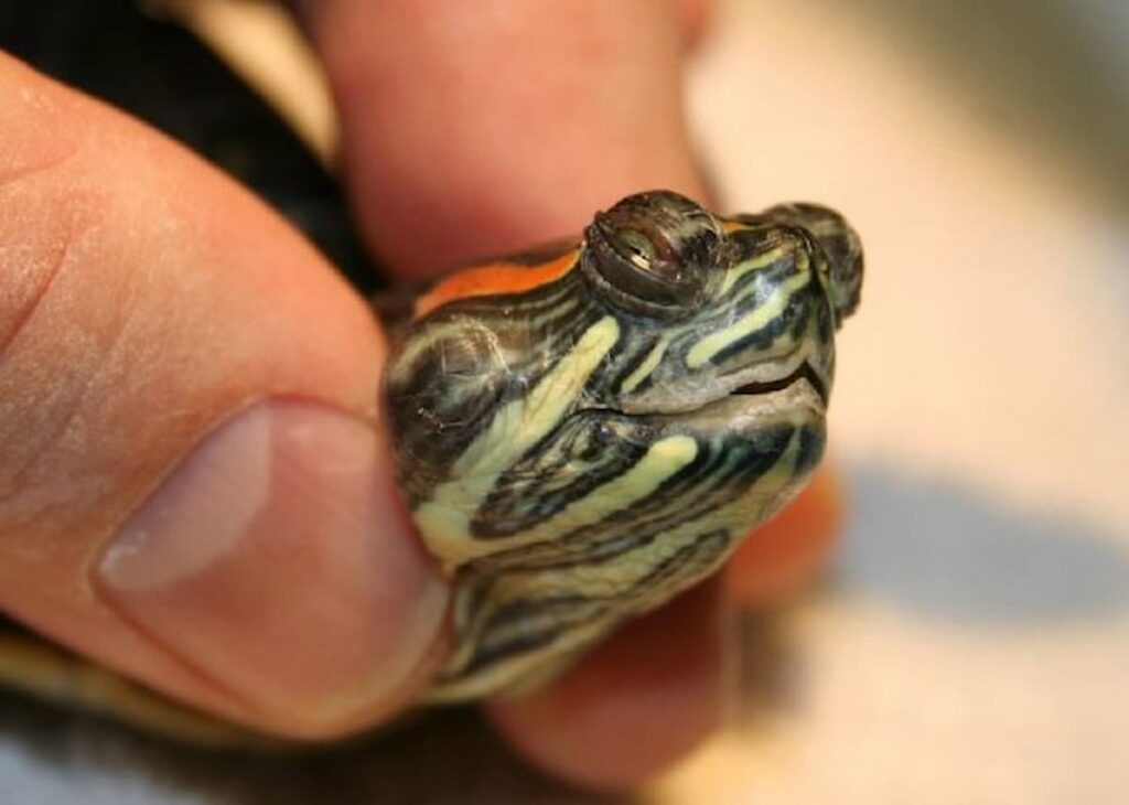 Recognizing And Addressing Nutritional Deficiencies In Baby Turtles