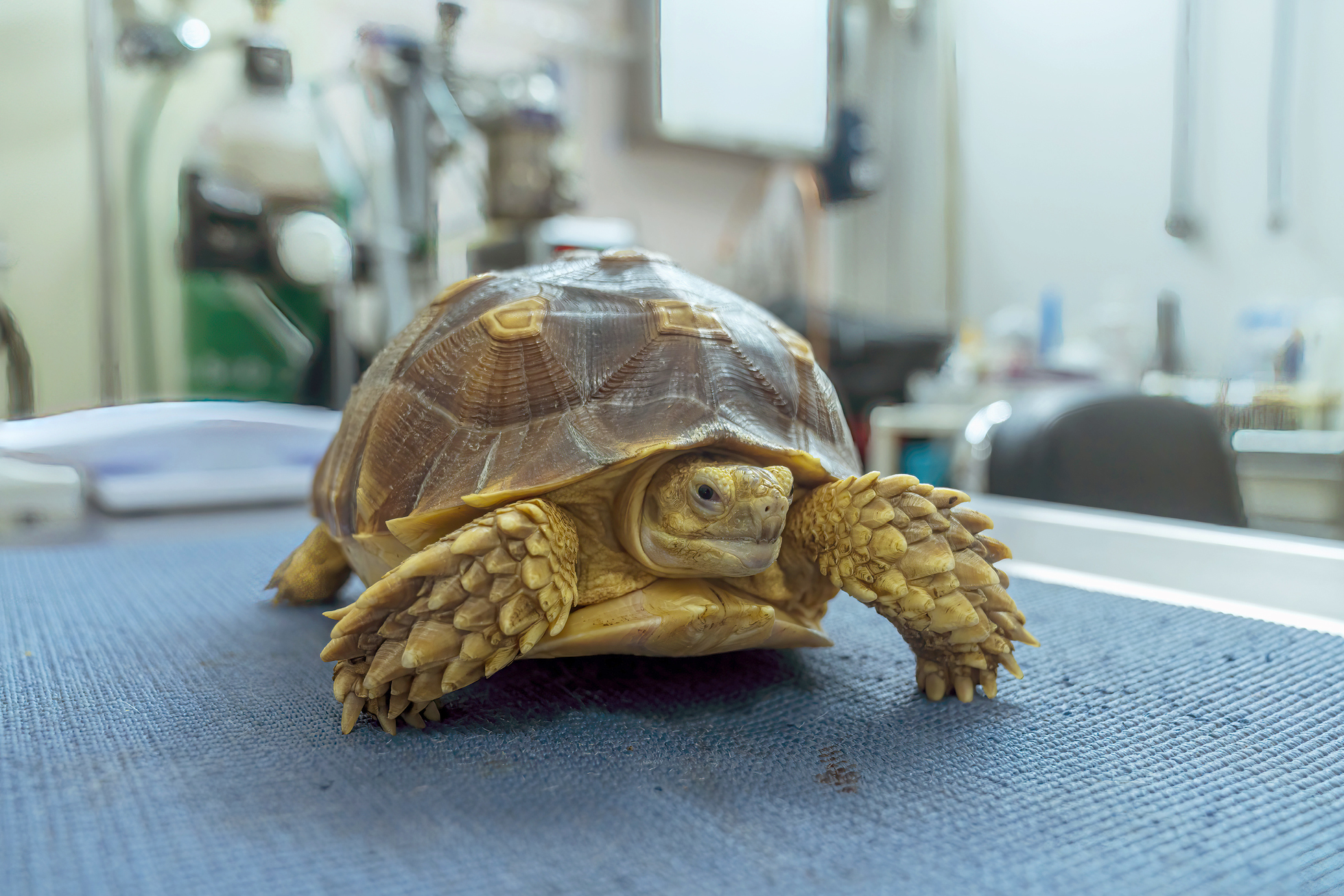 Recognizing And Addressing Nutritional Deficiencies In Baby Turtles
