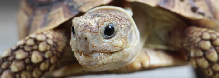 Recognizing And Addressing Nutritional Deficiencies In Baby Turtles