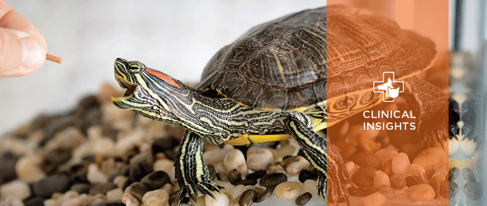 Recognizing And Addressing Nutritional Overload In Baby Turtles