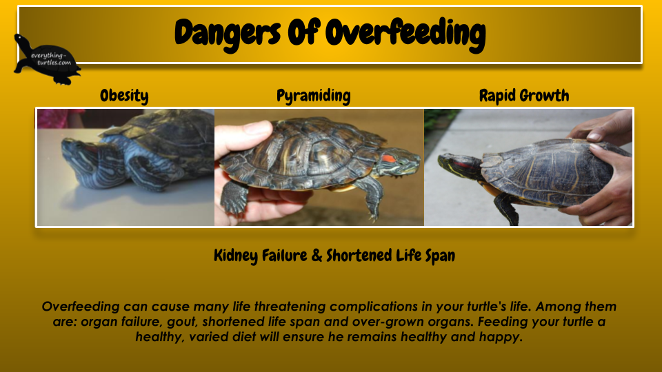 Recognizing And Addressing Nutritional Overload In Baby Turtles