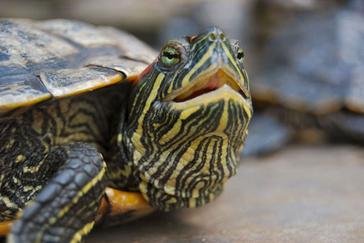Recognizing And Addressing Respiratory Issues In Baby Turtles