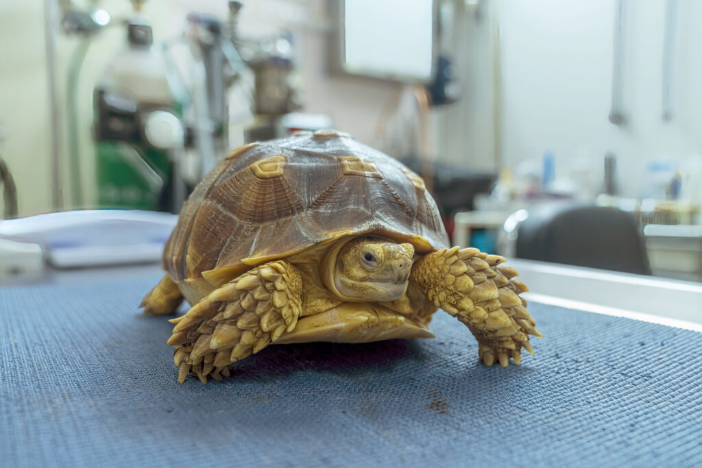 Recognizing Signs Of Illness In Baby Turtles: When To Seek Veterinary Care