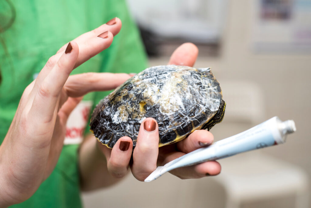 Recognizing Signs Of Illness In Baby Turtles: When To Seek Veterinary Care