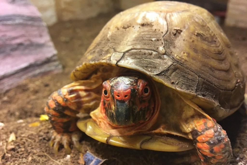 Recognizing Signs Of Illness In Baby Turtles: When To Seek Veterinary Care