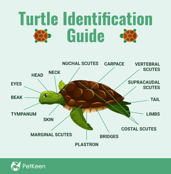 Teaching Baby Turtles To Recognize And Respond To Their Names