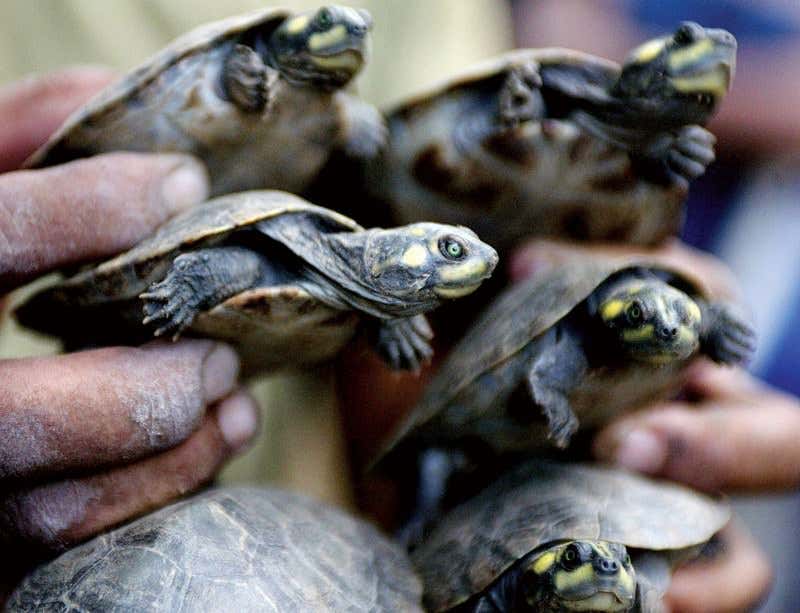 Teaching Baby Turtles To Recognize And Respond To Their Names