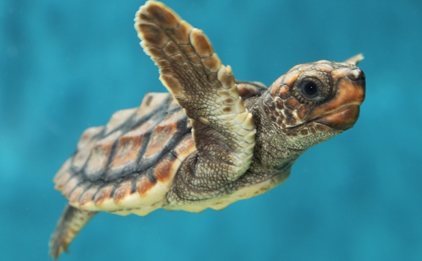 Teaching Baby Turtles To Recognize And Respond To Their Names