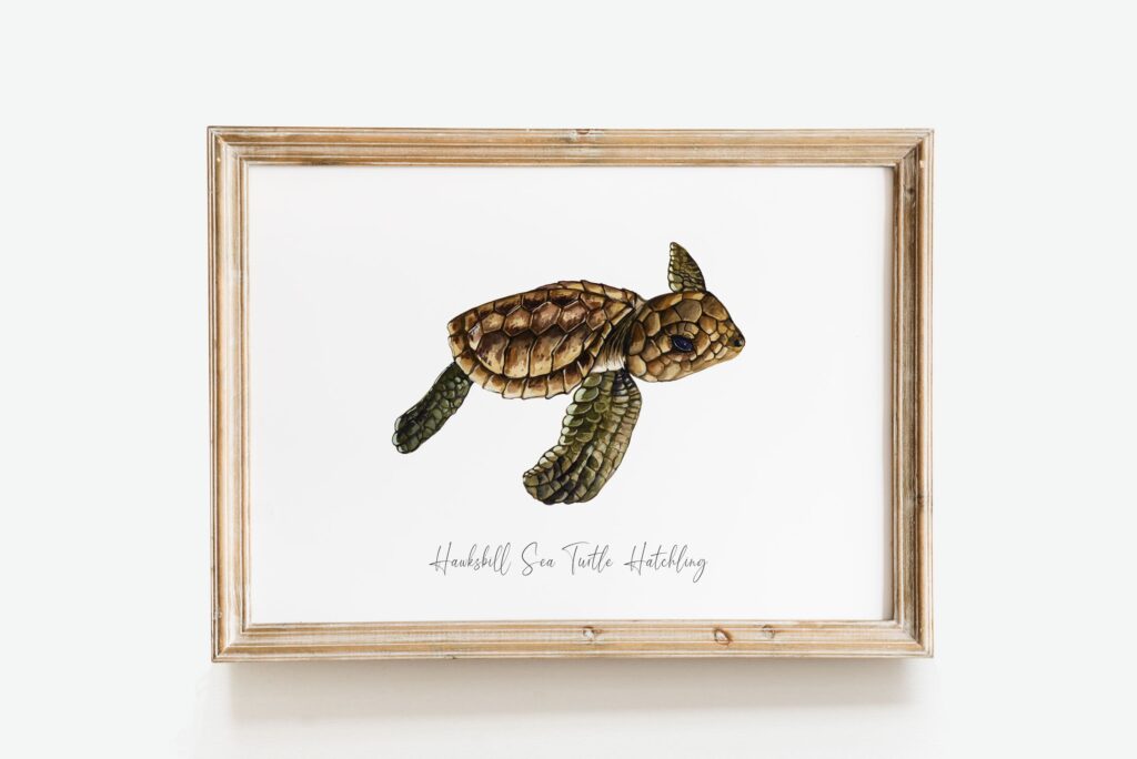 The Art Of Hatchling Photography: Capturing Beautiful Moments With Baby Turtles