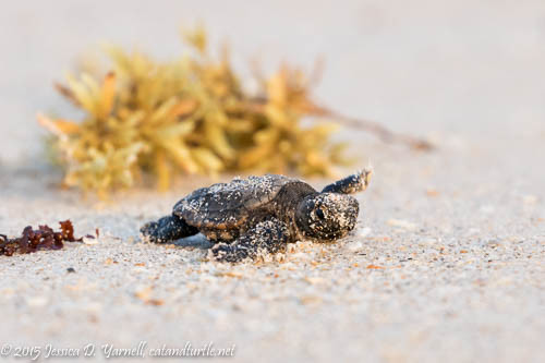 The Art Of Hatchling Photography: Capturing Beautiful Moments With Baby Turtles