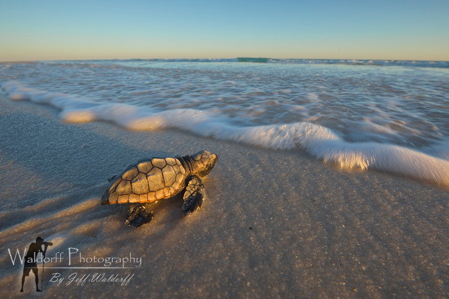 The Art Of Hatchling Photography: Capturing Beautiful Moments With Baby Turtles