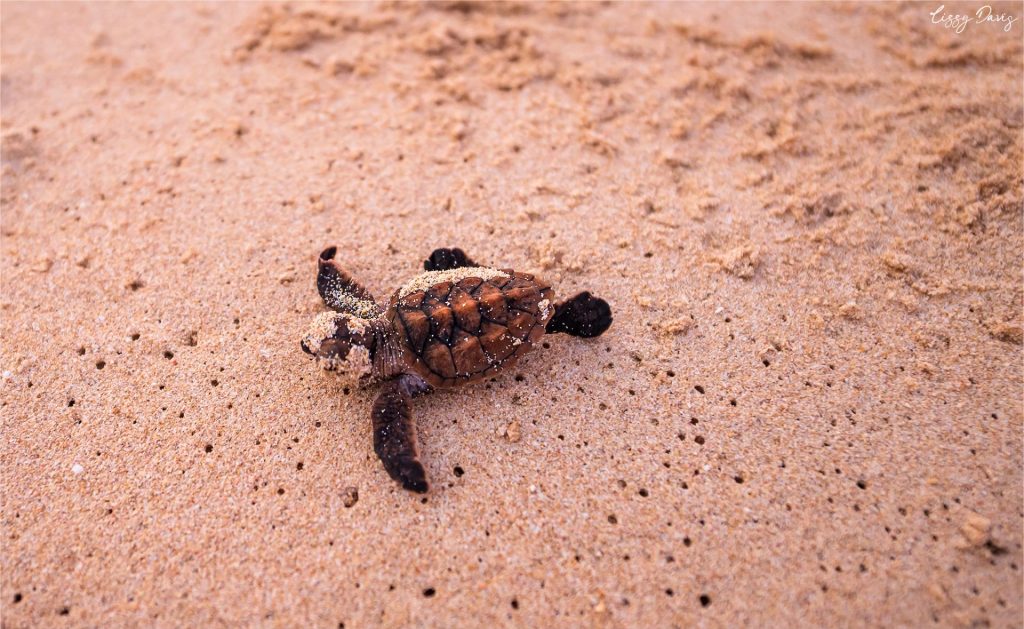 The Art Of Hatchling Photography: Capturing Beautiful Moments With Baby Turtles