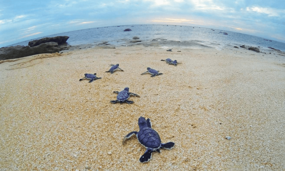 The Benefits Of A Balanced Photoperiod For Baby Turtles Biological Rhythms