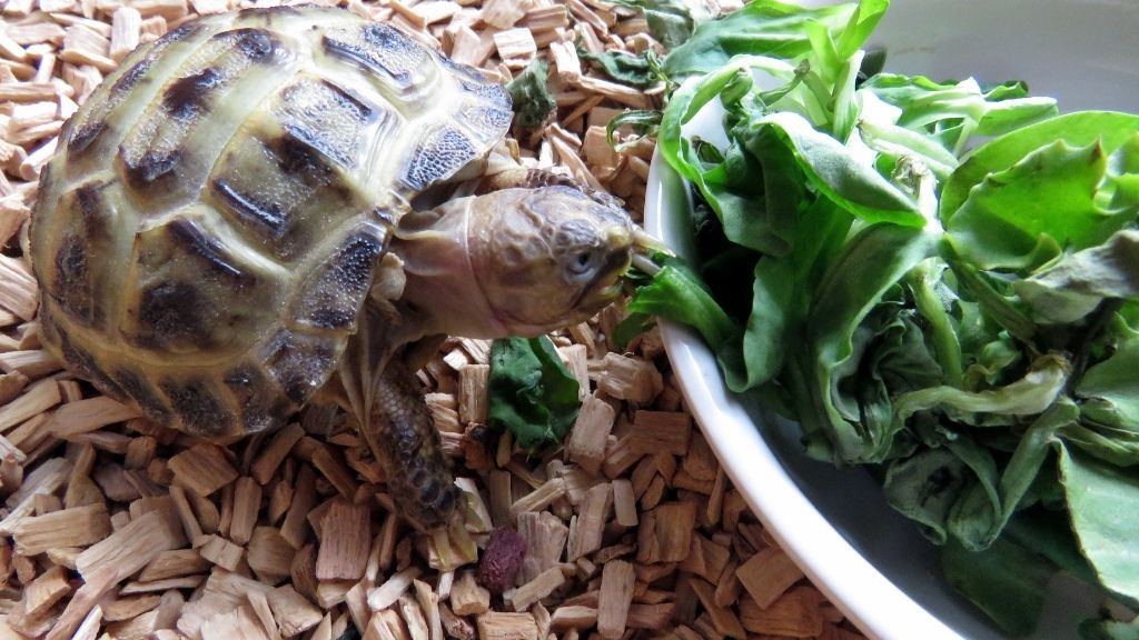 The Benefits Of A Properly Balanced Diet For Baby Turtles