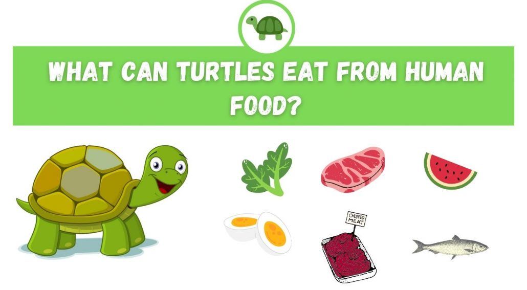 The Benefits Of A Properly Balanced Diet For Baby Turtles