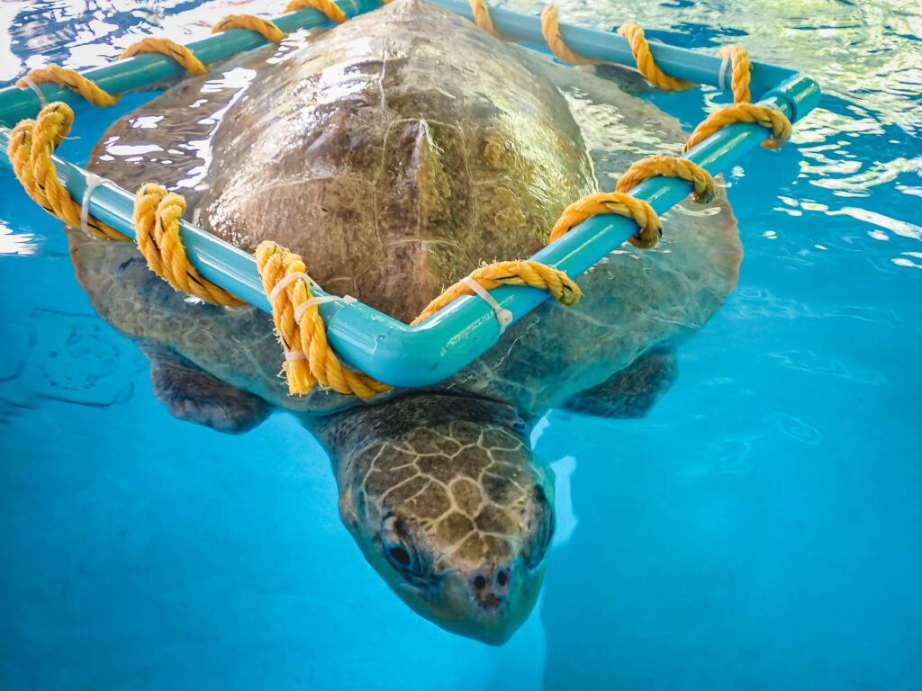 The Benefits Of Environmental Enrichment Toys For Baby Turtles