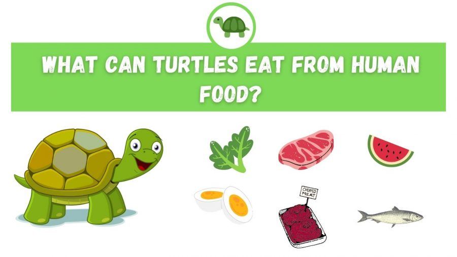 The Benefits Of Offering Diverse Food Texture For Baby Turtles Oral Health