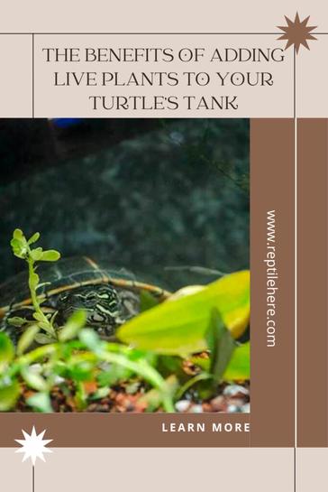 The Benefits Of Providing Natural Plants For Baby Turtles To Explore And Hide