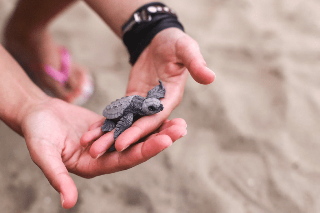 The Benefits Of Regular Handling And Interaction With Baby Turtles