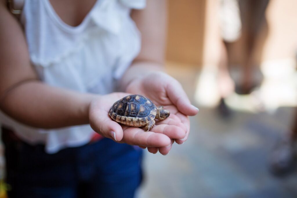 The Benefits Of Regular Health Checkups For Baby Turtles: Preventive Care