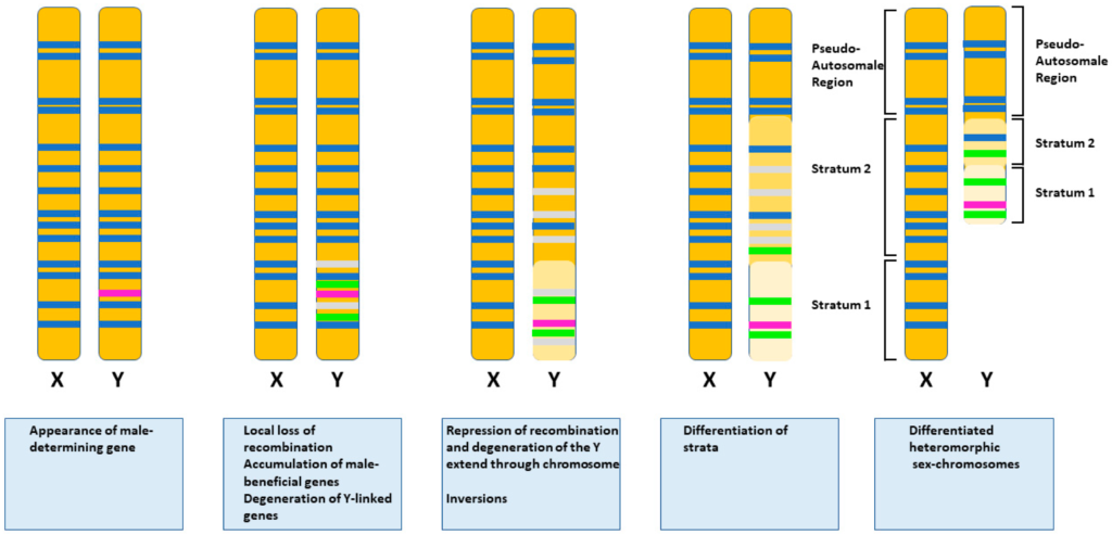 The Fascinating World Of Turtle Genetics: Understanding Inheritance And Traits