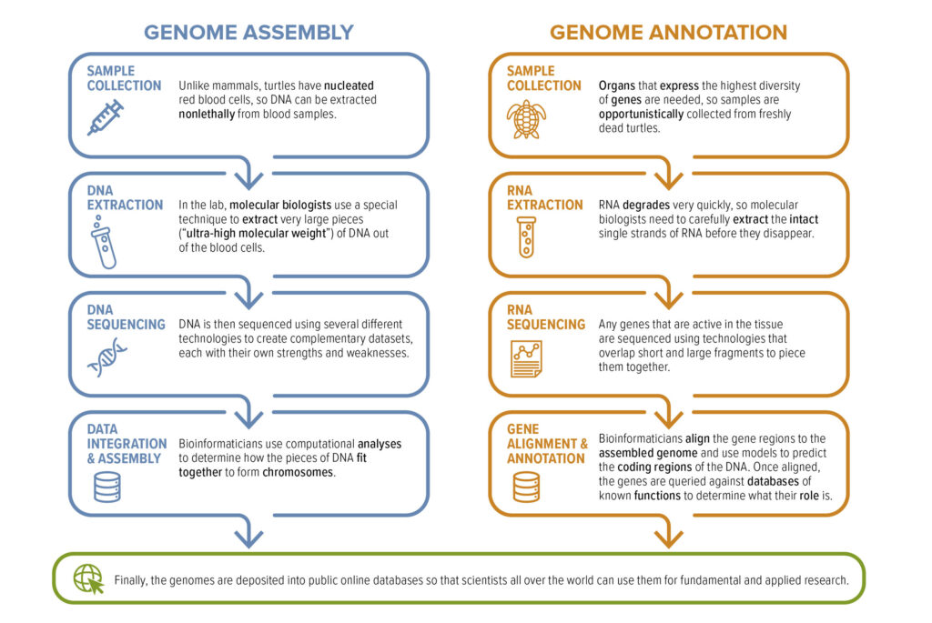 The Fascinating World Of Turtle Genetics: Understanding Inheritance And Traits